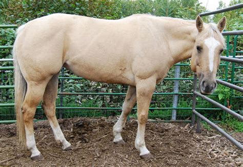 Palomino Horse Facts with Pictures | HorseBreedsPictures.com