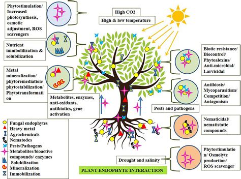 Frontiers | Fungal Endophytes to Combat Biotic and Abiotic Stresses for Climate-Smart and ...