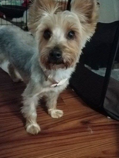 Yorkshire Terrier Dog for Adoption in Omaha, Nebraska - Yorkie -susie in Omaha, Nebraska ...