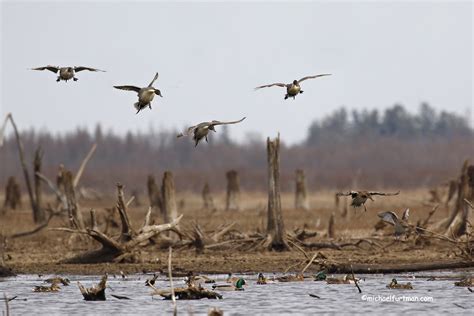 Pintails Flying