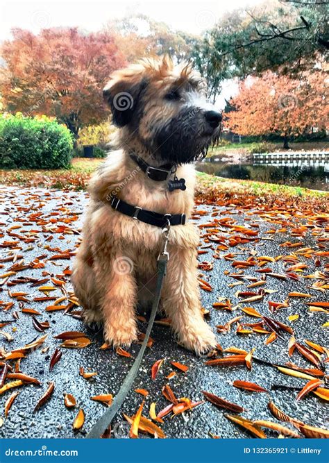 Adorable Puppy Dog and Autumn Leaves Stock Image - Image of yellow, furry: 132365921