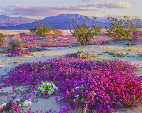 Spectacular 'Super Bloom' Is Just Days Away In This California Desert ...