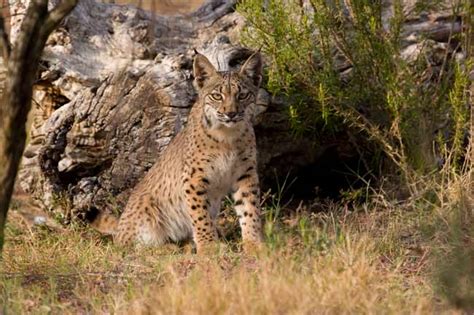 Facts About Bobcats & Other Lynx | Live Science