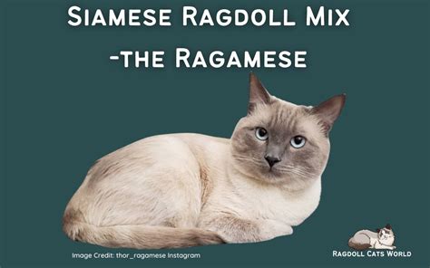 Ragdoll Siamese Mix - Ragamese - Ragdoll Cats World