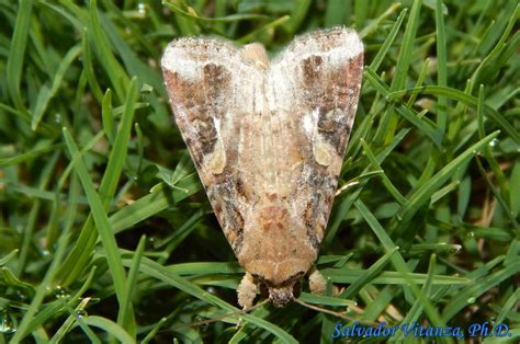 Lepidoptera-Noctuidae-Spodoptera frugiperda-Fall Armyworm Moth (D) - Urban Programs - El Paso County