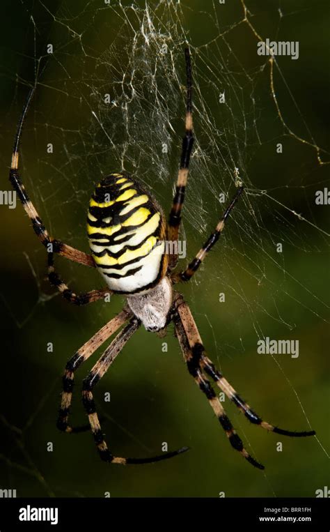 Wasp spider in web Stock Photo - Alamy