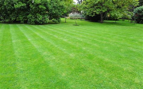 Care for Your Bermuda Grass - Turf Masters Lawn Care | Bermuda grass, Lawn care business, Lawn care