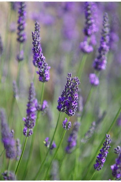 9 Amazing Uses For Lavender Essential Oil Lavender Essential Oil ...