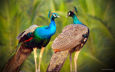 30 Beautiful Peacock Photos and White Peacock Pictures