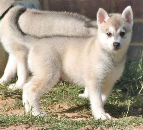 Alaskan Klee Kai Info, Temperament, Puppies, Care, Pictures