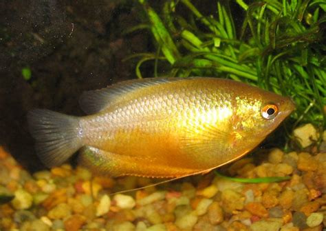 Gold Honey Gourami, 2 by eruna on DeviantArt