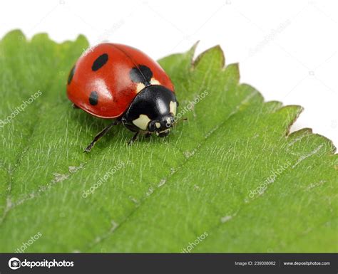 Ladybug Green Leaf Macro Shot Stock Photo by ©mahirart 239308062