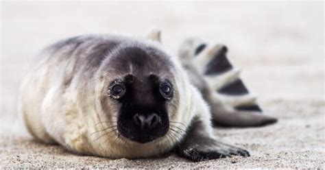 What’s a Baby Seal Called & 5 More Amazing Facts! - A-Z Animals