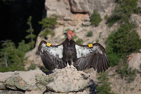 California Condor Facts - WorldAtlas