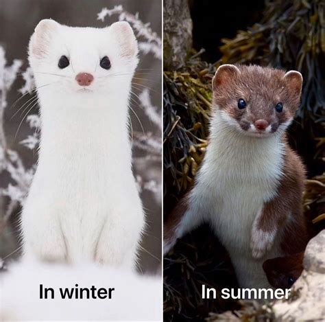 Stoats | Cute ferrets, Cute animals, Pretty animals