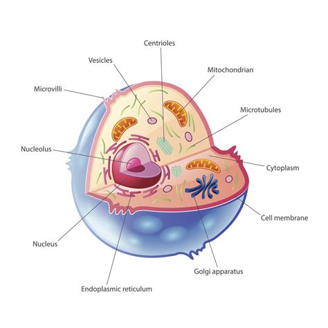 Animal Cell Organelles | Biology - Quizizz