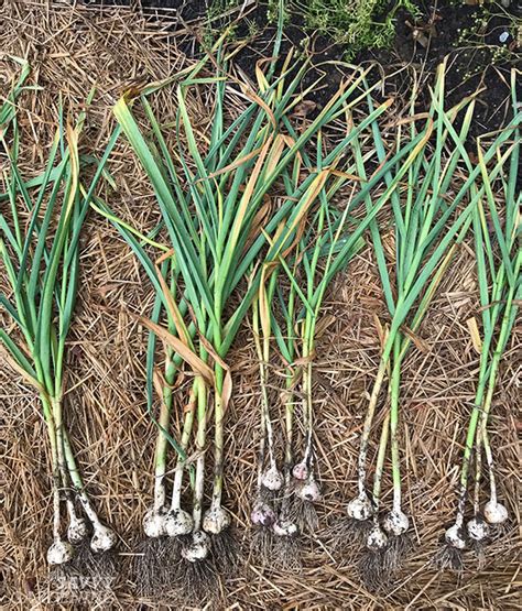 Garlic Varieties: Choosing the Types of Garlic to Grow in Your Garden