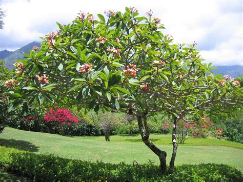 I hope my Plumeria gets to be a tree someday :D Plumeria Tree, Plumeria ...