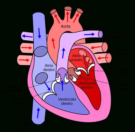 Human Circulatory System Diagram Labeled Circulatory System The Free ...