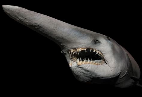 Goblin shark | Description, Habitat, & Facts | Britannica