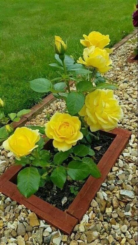 Lovely yellow roses | Spring flower arrangements, Spring flower ...