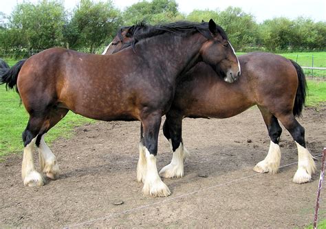 File:Shire horses arp.jpg - Wikipedia
