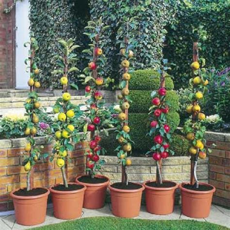 Did you Know You Can Have Fruit Trees Growing On Your Balcony? | Jardinería en macetas, Frutales ...