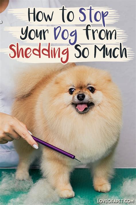 How To Stop Your Dog From Shedding? - Love Of A Pet