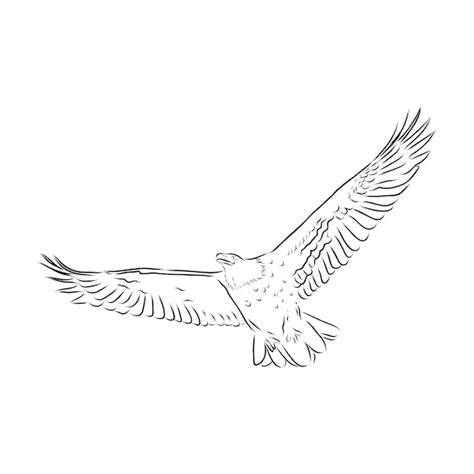 Premium Vector | Sketch illustration of a soaring eagle