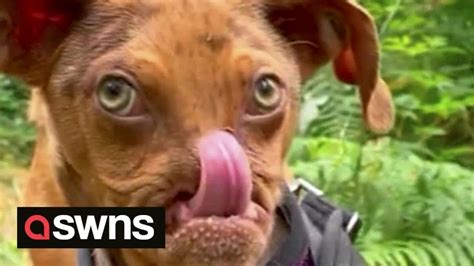 Meet the happy rescue dog who looks like a GRUMPY OLD MAN | SWNS - YouTube