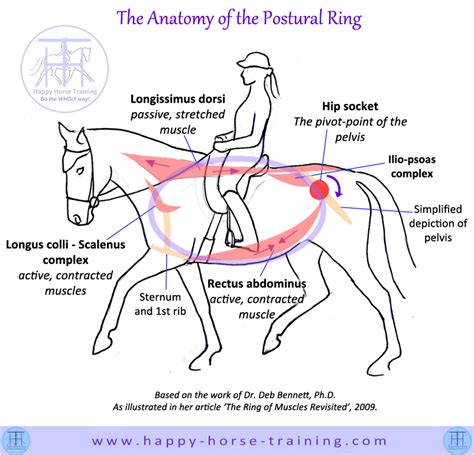 The Anatomy of the Postural Ring