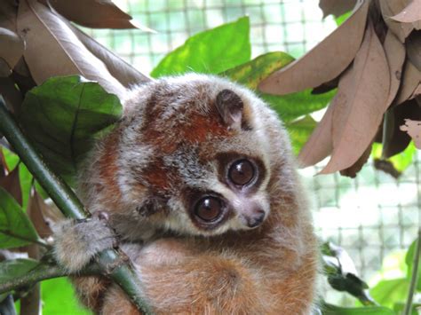 The SLOW Loris is in RAPID Decline – The Bard CEP Eco Reader