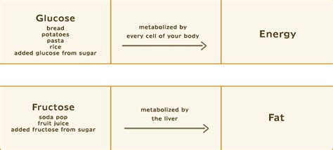 What and How Your Body Metabolises Sugar - Glucose and Fructose