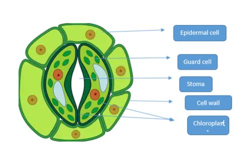 Leaf Stomata Diagram