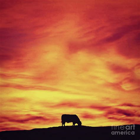 Sunset Cow Photograph by Shannon Clark