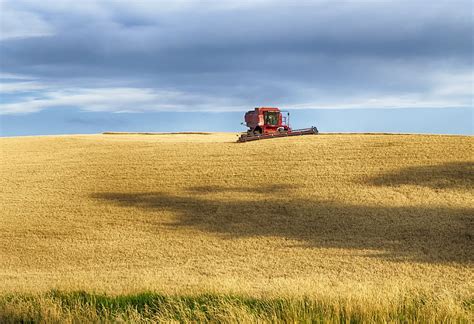 wheat harvest, usa, idaho, palouse, gold, combine, summer, dry land wheat farming, farming ...