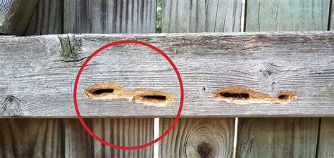 How to Prevent Carpenter Bee Damage - Dodson Pest Control