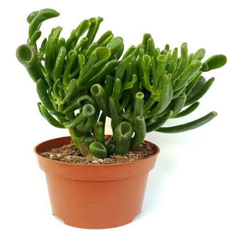 Crassula Hobbit - Succulent Plant | Airifier