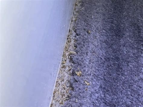 Signs of carpet beetles - little bugs can do a lot of damage