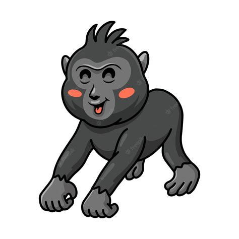 Crested Black Macaque Baby