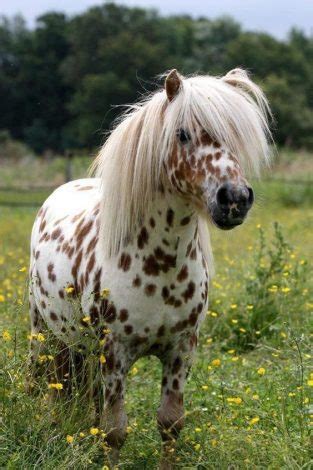 Shetland Pony: Characteristics, Facts, Temperament