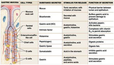 3 types of secretory cells in gastric glands - Google Search | ISAP 100 2014 | Pinterest | Chang ...