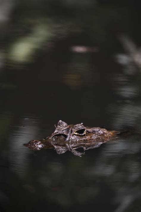 An Alligator in Swamp · Free Stock Photo