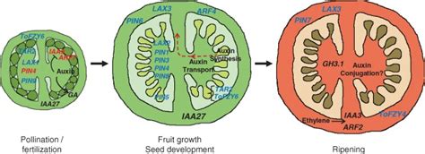 Mechanisms and genes regulating auxin action during tomato fruit... | Download Scientific Diagram