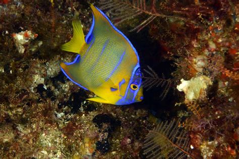 Which Marine Angelfish are Best for Your Aquarium?