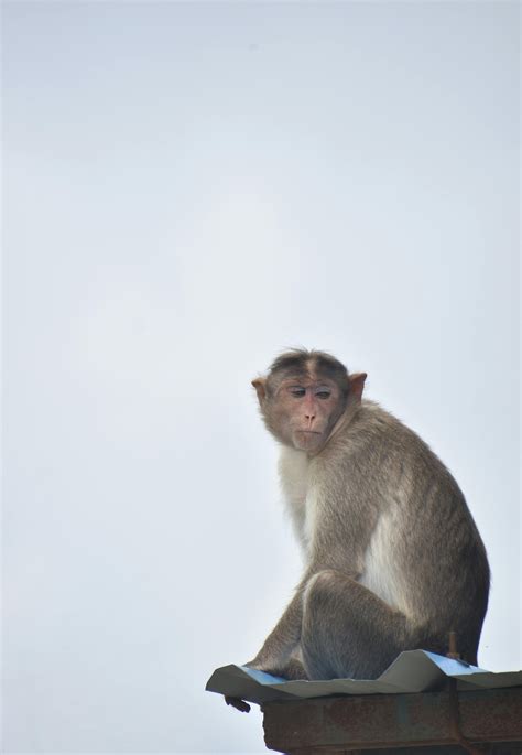 Photo of Sitting and Hugging Monkeys · Free Stock Photo