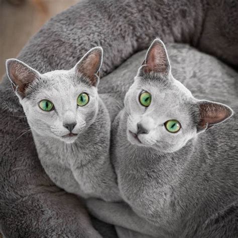 Mesmerizing Photos of Russian Blue Cats with Green Eyes