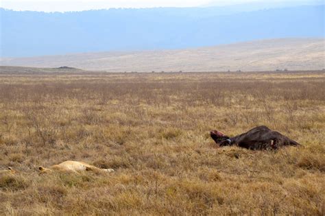 Ngorongoro Crater Lion and Catch | World-Adventurer