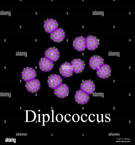 Diplococci bacteria hi-res stock photography and images - Alamy