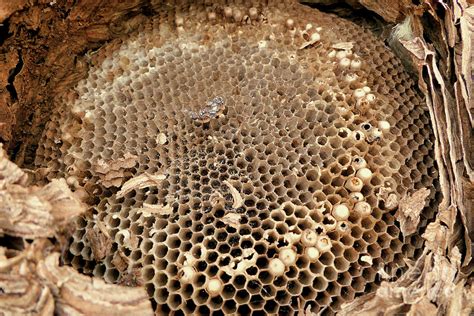 Asian Hornet Nest Photograph by Stephen Farhall - Fine Art America